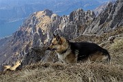 85 Dori posa sullo sfondo della Cresta Segantini con torri, guglie, campaniletti